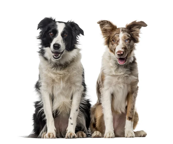 Two Border collies in front of a white background — Stock Photo, Image