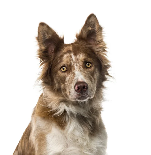 Fronteira Collie (15 anos) na frente de um fundo branco — Fotografia de Stock