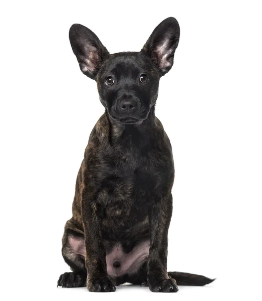 Crossbreed (4 months old) in front of a white background — Stock Photo, Image