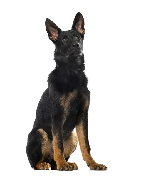 German Shepherd Dog puppy (5 months old) in front of a white bac — Stock Photo, Image
