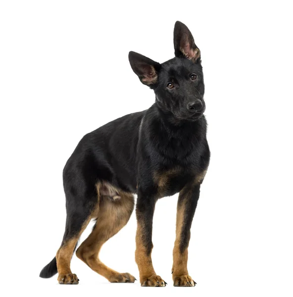 Cachorro pastor alemão (5 meses de idade) na frente de um bac branco — Fotografia de Stock