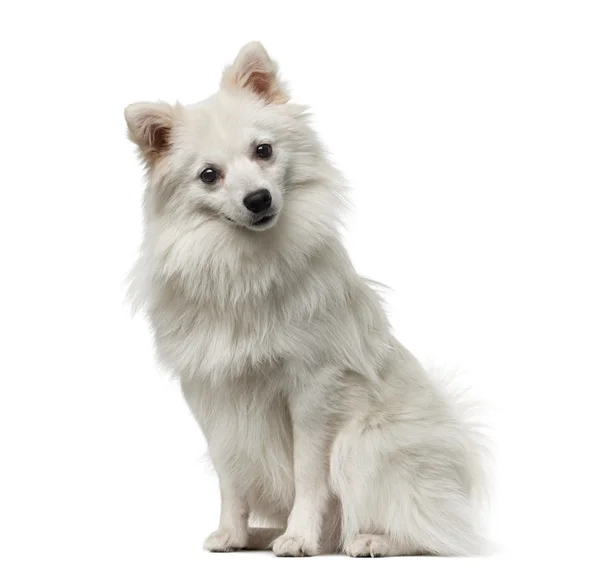 German Spitz (1 år gammal) framför en vit bakgrund — Stockfoto