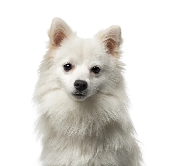 German Spitz (1 år gammal) framför en vit bakgrund — Stockfoto