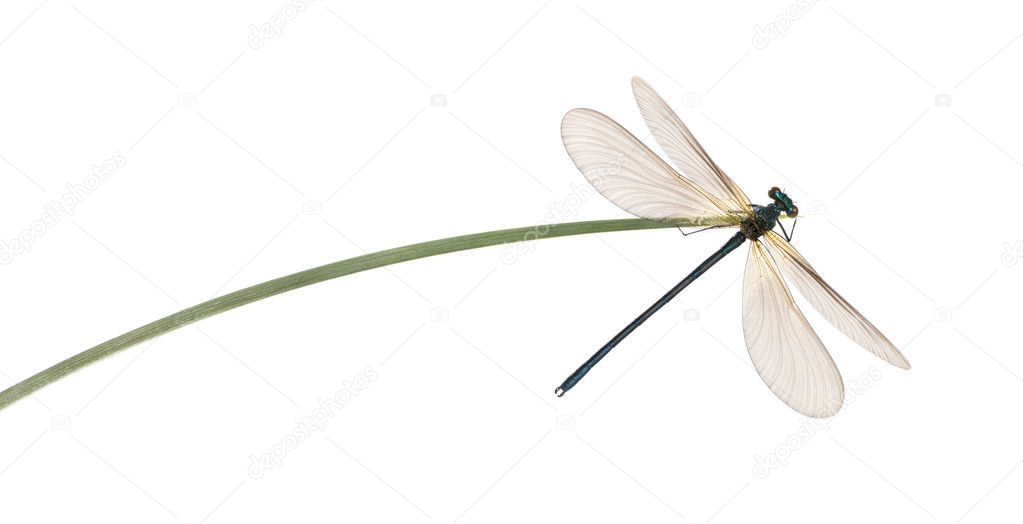 Male beautiful demoiselle, Calopteryx virgo, on a blade of grass