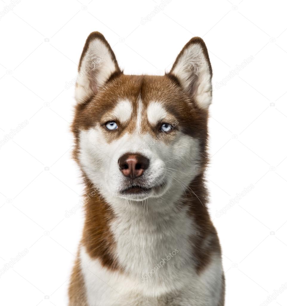 Siberian Husky (2 years old) in front of a white background