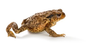 Avrupa kurbağa, beyaz arka plan önünde bufo bufo