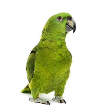 Sarı enseli amazon, önünde beyaz b Amazona auropalliata