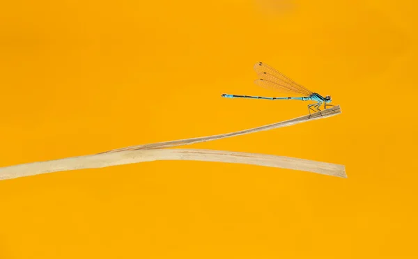 Azure damselfly, Coenagrion puella, on a straw in front of an or — Stock Photo, Image