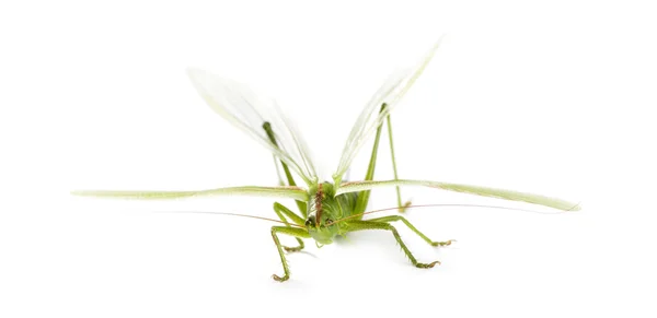 Female Great Green Bush-Cricket, Ettigonia viridissima in front — Stock Photo, Image