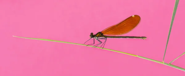 Vrouwelijke mooie demoiselle - koperen Maagd, op gras blade ik — Stockfoto