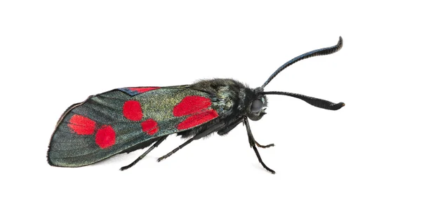 Шестипятнистый ожог, Zygaena filipendulae перед белым бэкгром — стоковое фото