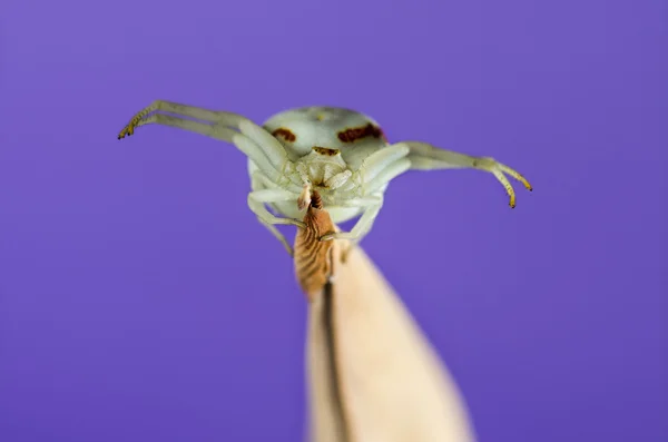 Golden Crab Spider, Misumena vatia, em uma lâmina de grama na frente — Fotografia de Stock