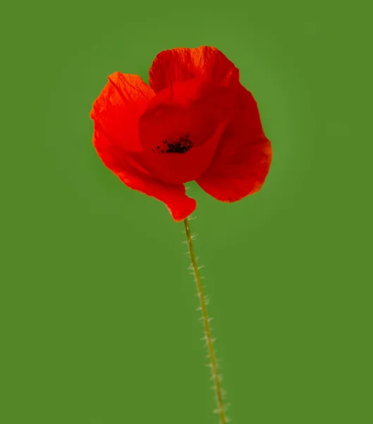 Coquelicot devant un fond vert — Photo