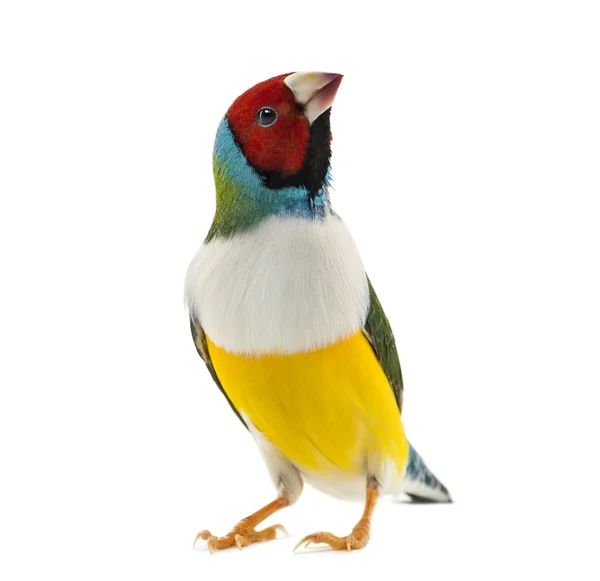Gouldian Finch, Erythrura gouldiae, in front of a white backgrou — Stock Photo, Image