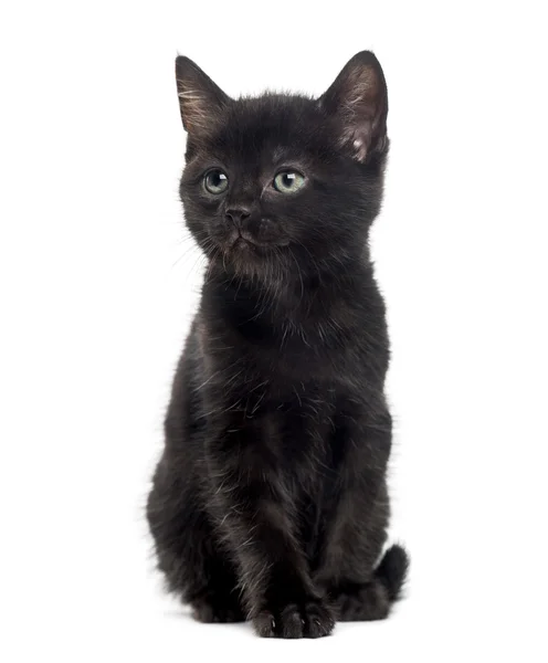 Gatito negro delante de un fondo blanco —  Fotos de Stock