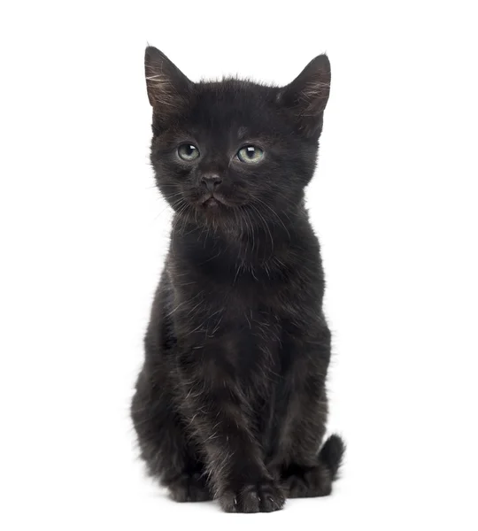 Black kitten in front of a white background — Stock Photo, Image