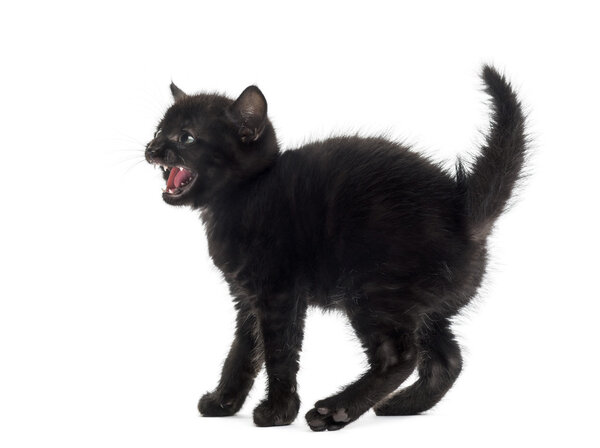Агрессивный черный котенок на белом фоне
