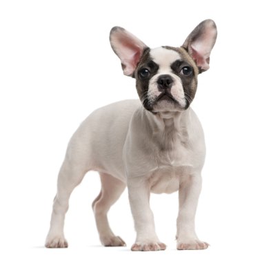 French Bulldog (3 months old) standing in front of a white backg