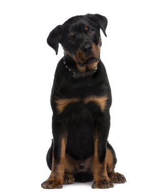 Rottweiler (9 months old) sitting in front of a white background