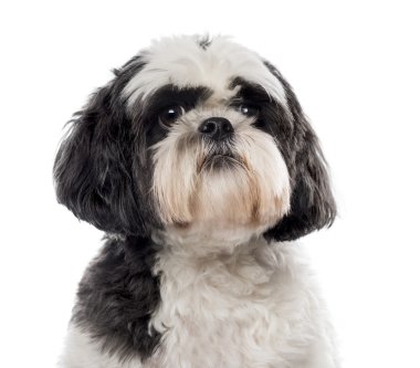 Beyaz arka plan önünde bir Shih Tzu Close-Up