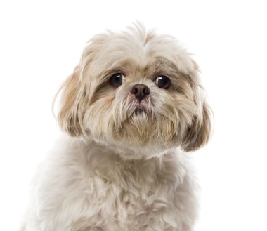 Beyaz arka plan önünde bir Shih Tzu Close-Up