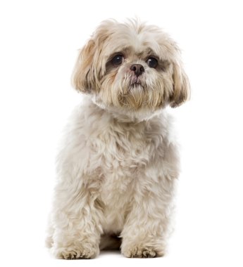 Shih Tzu beyaz bir arkaplan önünde