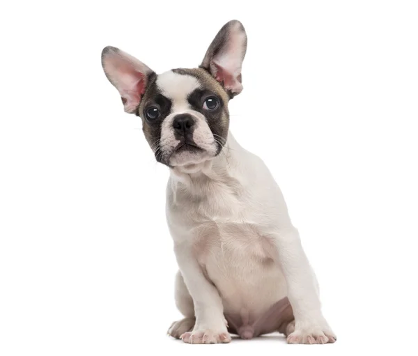 French Bulldog (3 months old) sitting in front of a white backgr — Zdjęcie stockowe