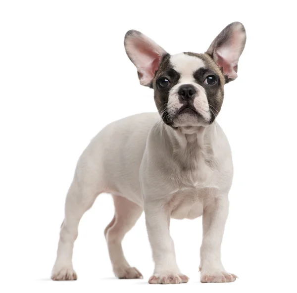 Bulldog francés (3 meses de edad) de pie frente a un respaldo blanco — Foto de Stock