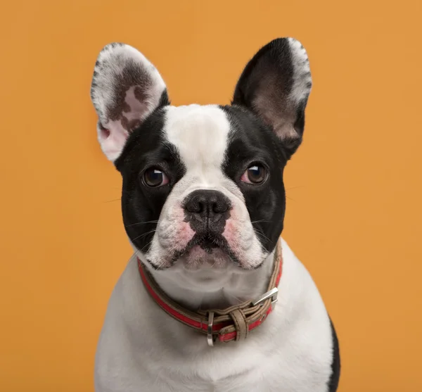 Gros plan d'un bouledogue français (1 an) devant une orange — Photo