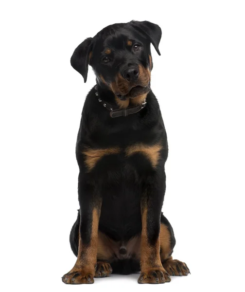 Rottweiler (9 mesi) seduto davanti a uno sfondo bianco — Foto Stock