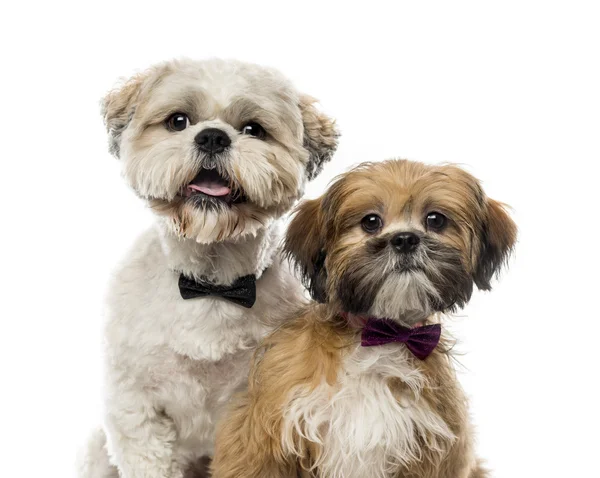 Close-up of two Shih Tzus in front of a white background — Stockfoto