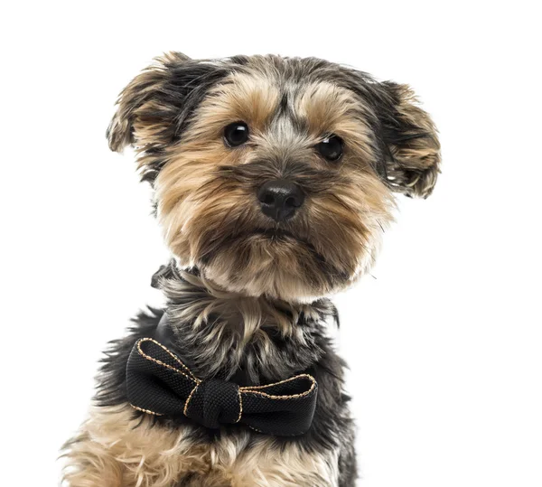 Närbild på en Yorshire Terrier framför en vit bakgrund — Stockfoto