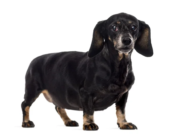 Old Dachshund in front of a white background — 图库照片
