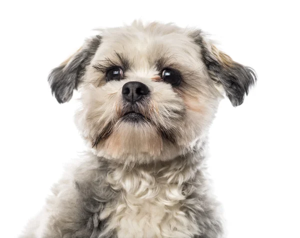 Gros plan d'un Shih Tzu devant un fond blanc — Photo