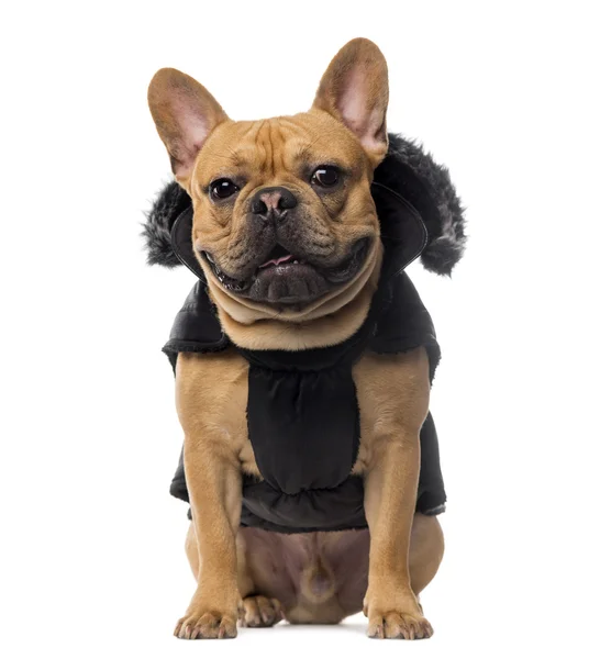 Bulldog francês vestindo um casaco na frente de fundo branco — Fotografia de Stock