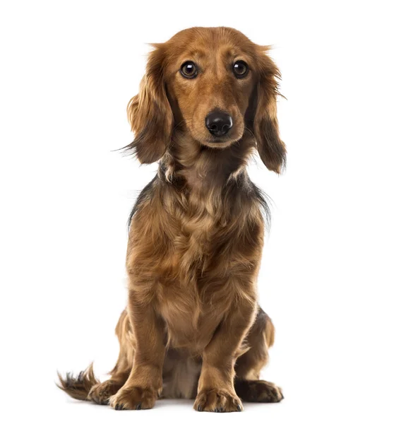 Dachshund na frente do fundo branco — Fotografia de Stock