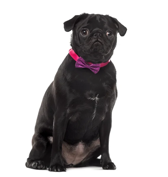 Close-up of an Pug in front of white background — Zdjęcie stockowe