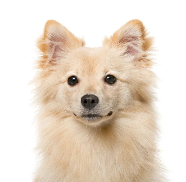 Alemão Spitz (7 meses) na frente de um fundo branco — Fotografia de Stock