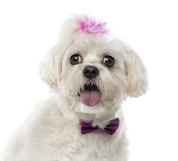 Close-up of a Maltese in front of a white background Stock Image