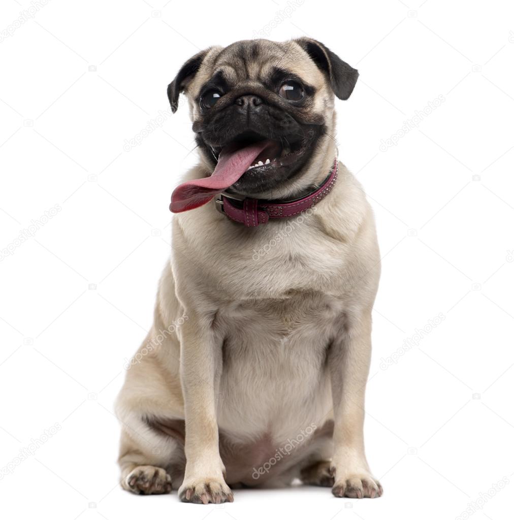 Pug (9 months old) with a disproportionate tongue sitting in fro