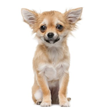 Chihuahua puppy (4 months old) in front of a white background