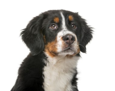 Bernese Mountain Dog puppy (5 months old) in front of a white ba