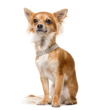 Chihuahua (2 yaşında) beyaz arka plan önünde