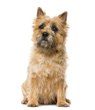 Cairn Terrier (5 years old) in front of a white background clipart