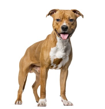 American Staffordshire Terrier (8 months old) standing in front 