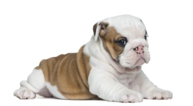 Beyaz arka planda İngiliz buldog köpeği