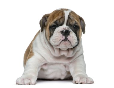 Beyaz arka planda İngiliz buldog köpeği