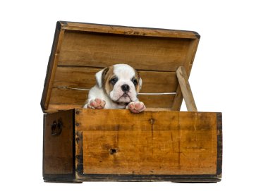 English bulldog puppy in a wooden chest in front of white backgr