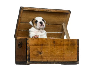 English bulldog puppy in a wooden chest in front of white backgr