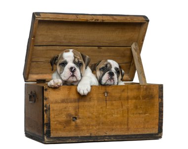 English bulldog puppies in a wooden chest in front of white back